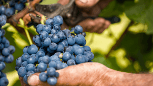 Data inizio vendemmia Data inizio vendemmia