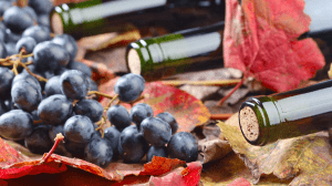 Vendemmia 2017 in Piemonte Vendemmia 2017 in Piemonte