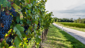 Vini lungo la Via Salaria