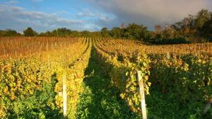 Disciplina Produzione Vite