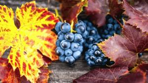 Aumentano i costi di produzione del vino italiano