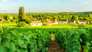 Champagne, regno delle bollicine