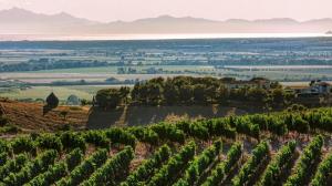 Vendemmia 2022 in Toscana