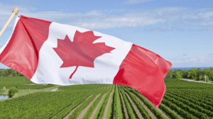 Il consumo del vino in Canada