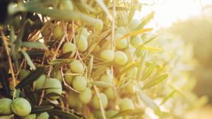 Le varietà di olio in Italia