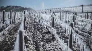 danni da gelo sulla vite