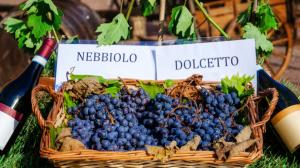 Dolcetto