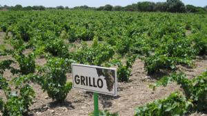 il grillo: non più solo marsala