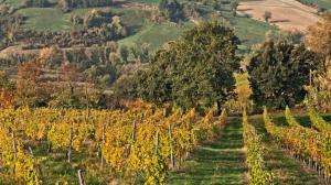 I Trebbiani di Modena