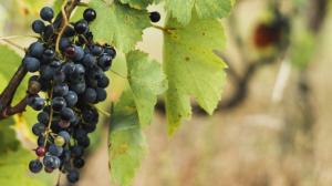 i vitigni ibridi resistenti alle malattie