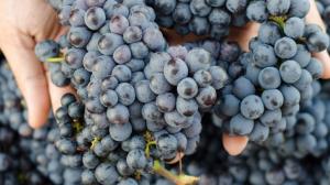 Il canaiolo nero Il canaiolo nero