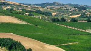 Il Montepulciano d&#039;Abruzzo