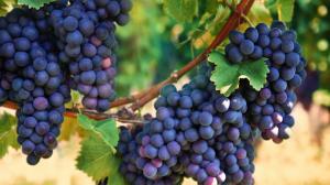 Il Raboso del Piave Il Raboso del Piave