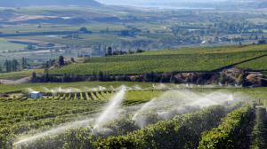 Irrigazione della vigna