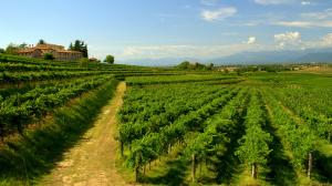 La Ribolla Gialla in Friuli