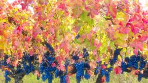 Storia dell'Aglianico