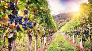 nasce nell'orto botanico il Vigneto Italia