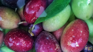 Le frodi sull'olio extravergine Le frodi sull'olio extravergine