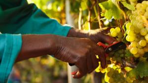 Previsioni per la vendemmia 2019