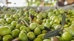 primi dati sulla campagna olearia in provincia di latina primi dati sulla campagna olearia in provincia di latina
