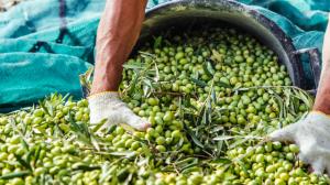 Primi dati sulla raccolta 2019 delle olive in Italia
