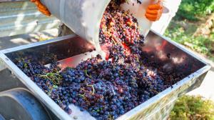 Come dove e quando si svolge la vendemmia La vendemmia e la pigiatura