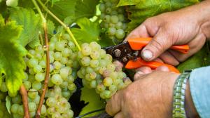 viticoltura moderna
