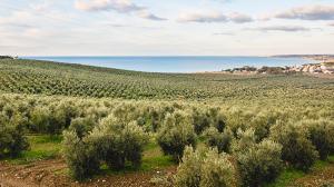 un oliveto sul mare: ecco come l'olio trasforma la sicilia
