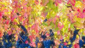 Calici di Stelle 2018 in Basilicata