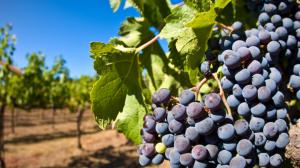 calici-di-stelle-2018-Campania