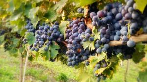 calici-di-stelle-2018-Puglia