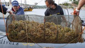 nasce ad elba il vino da uve immerse nel mare