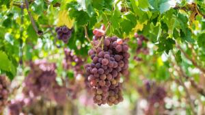 Vendemmia 2018 Vendemmia 2018