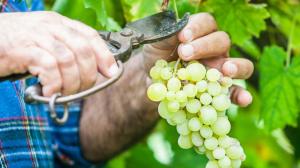 Vendemmia 2020: si preannuncia un'annata di grande interesse per il vino italiano