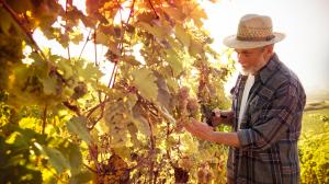 Influenza del terroir sul vino