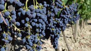 Cantine Aperte in Vendemmia 2018 in Calabria Cantine Aperte in Vendemmia 2018 in Calabria