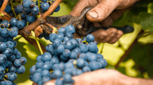 I dati definitivi sulla vendemmia 2019 I dati definitivi sulla vendemmia 2019