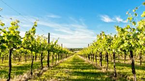 Cantine Aperte in Vendemmia 2018 in Emilia Romagna Cantine Aperte in Vendemmia 2018 in Emilia Romagna