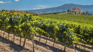 Vigneti in Toscana