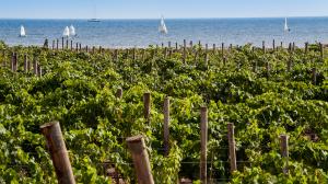 Vigneti sul mare in Sicilia