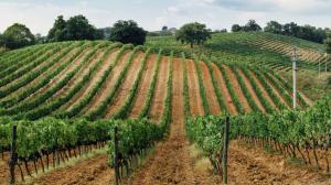 calici-di-stelle-2018-Toscana