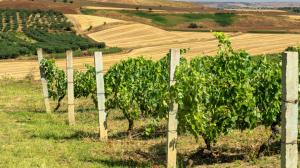 Vigneto in Basilicata