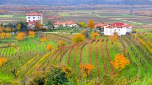 Vino in Friuli Venezia Giulia