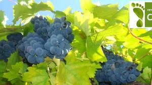 Certificazione a impatto zero del Vino Nobile di Montepulciano