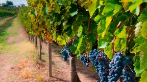 Vitigni di uva Aglianico