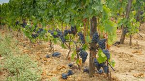 Il vitigno del Cagnulari Il vitigno del Cagnulari