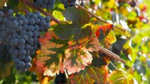 Calici di Stelle 2018 in Emilia Romagna Calici di Stelle 2018 in Emilia Romagna