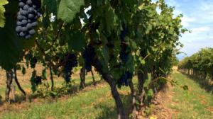 calici-di-stelle-2018-Friuli-Venezia-Giulia calici-di-stelle-2018-Friuli-Venezia-Giulia