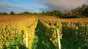 Calici di Stelle 2018 in Sicilia