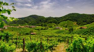 “Weekend in cantina” sulla strada del Prosecco “Weekend in cantina” sulla strada del Prosecco